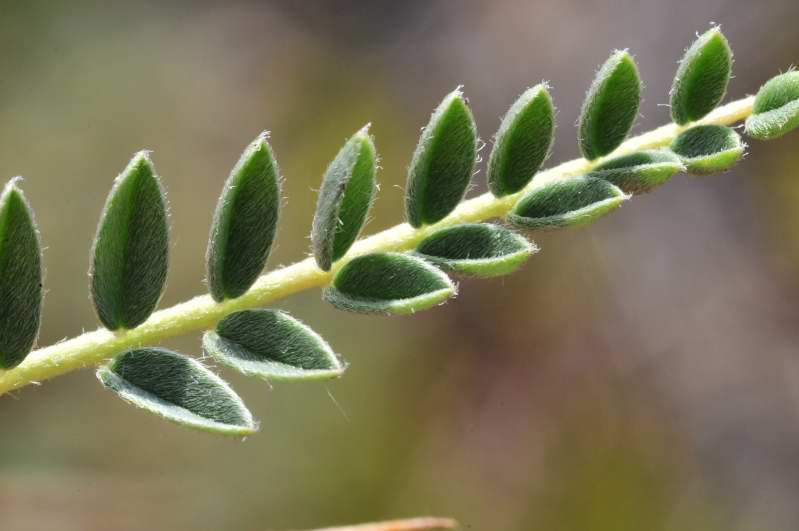 Astragalus terraccianoi / Astragalo di Terracciano